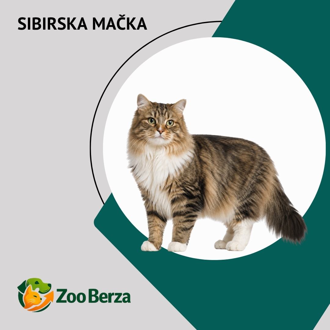 Sibirska mačka (Siberian Cat)