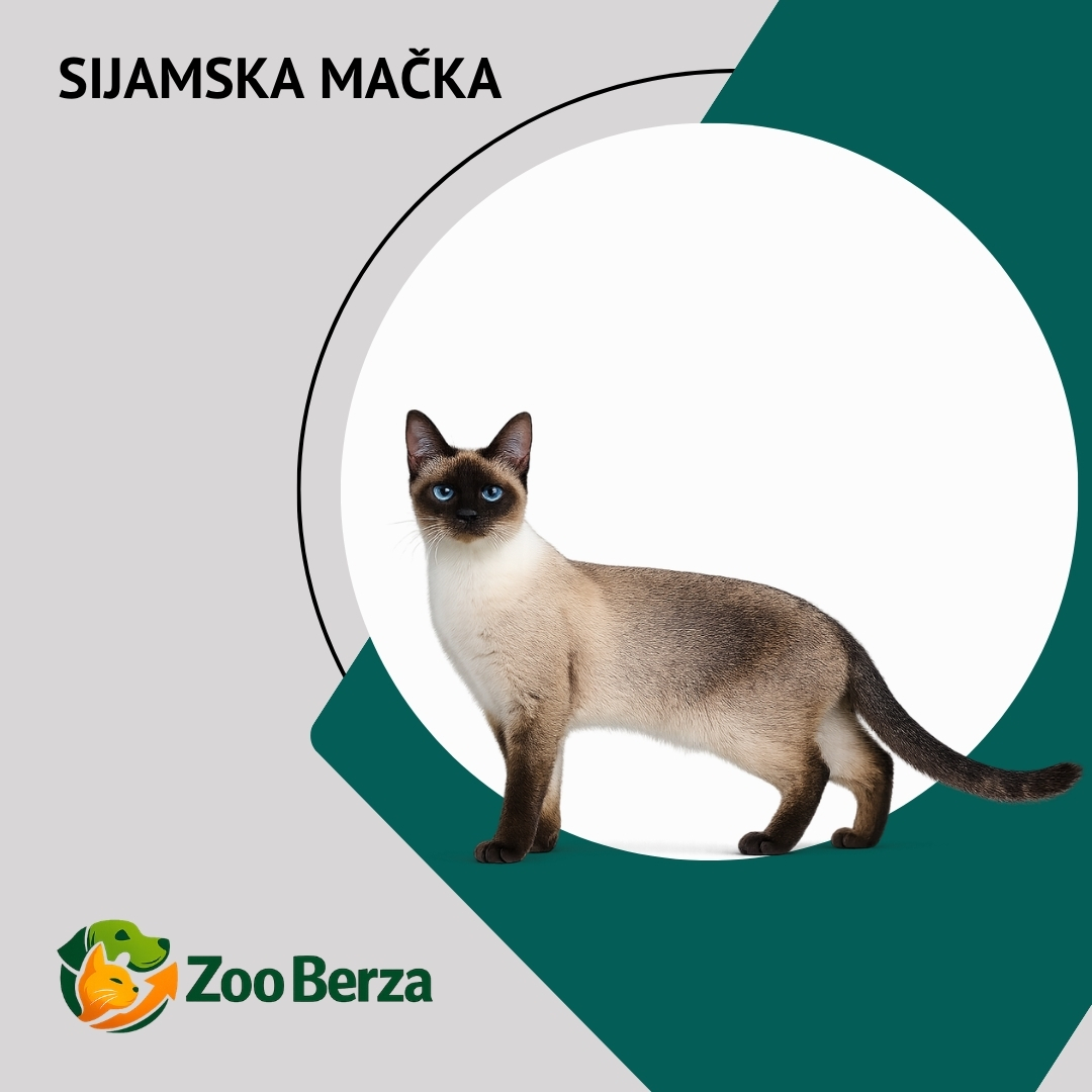 Sijamska mačka (Siamese Cat)