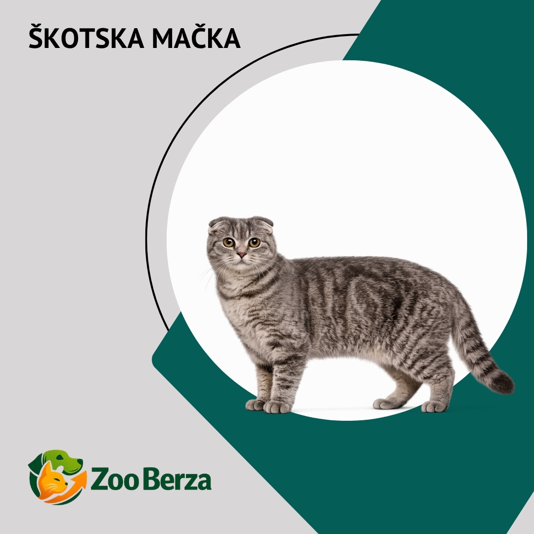 Škotska mačka (Scottish Fold)