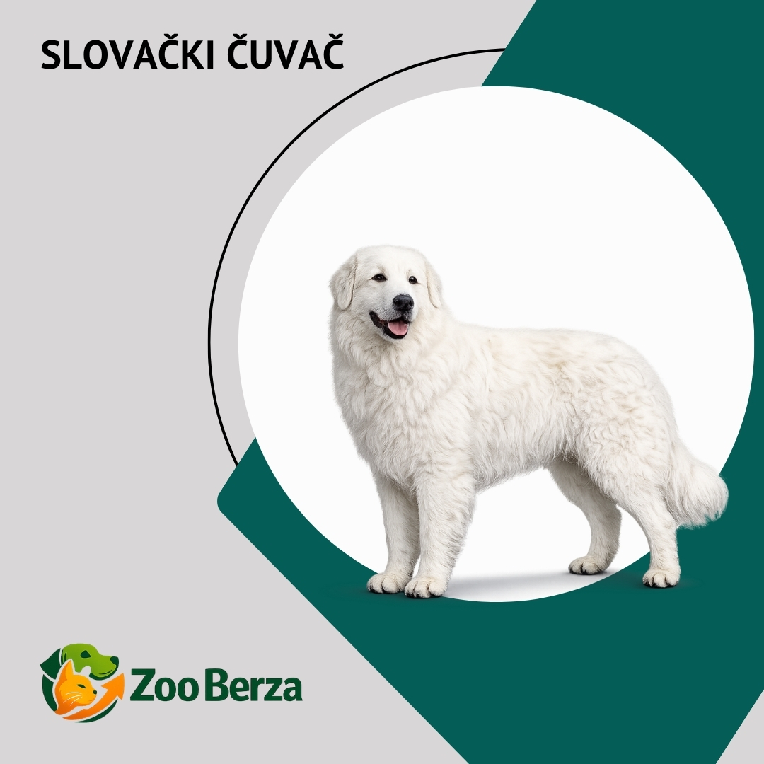 Slovački čuvač (Slovak Cuvac)