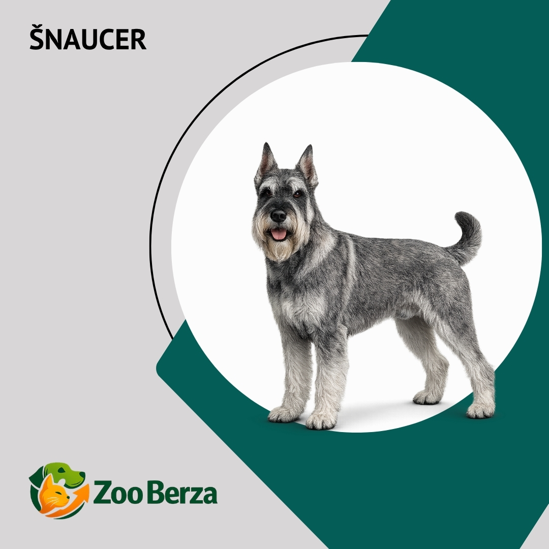 Šnaucer (Schnauzer)