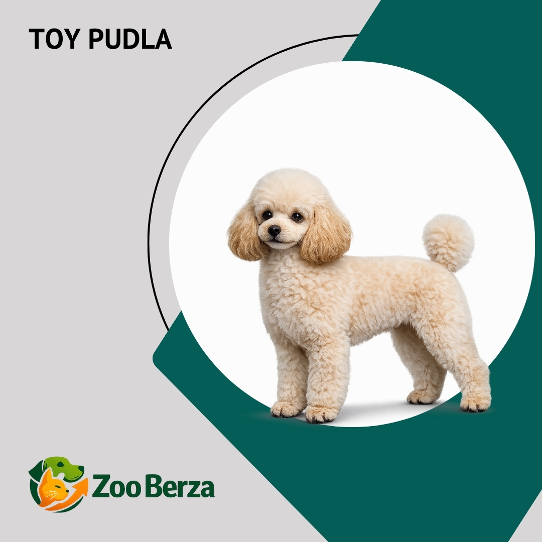 Toy pudla (Toy Poodle)
