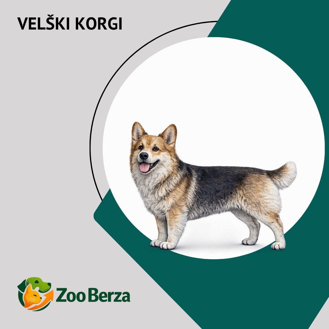 Velški korgi (Welsh Corgi)