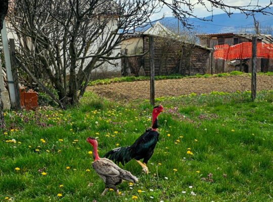 Madagaskar gamefowl (Madagaskarski borac)