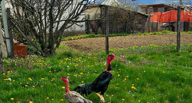 Madagaskar gamefowl (Madagaskarski borac)