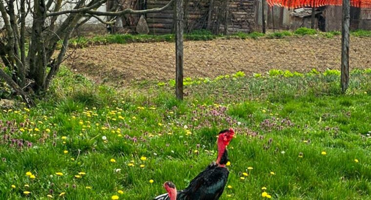 Madagaskar gamefowl (Madagaskarski borac)