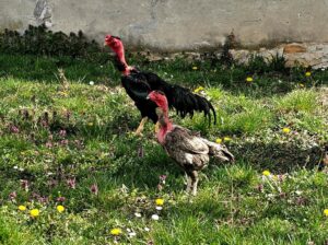 Madagaskar gamefowl (Madagaskarski borac)