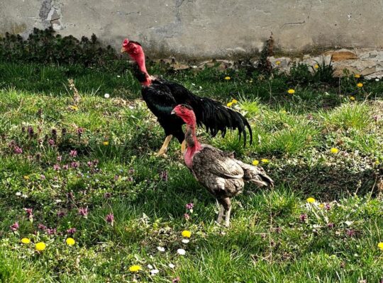 Madagaskar gamefowl (Madagaskarski borac)