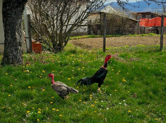 Madagaskar gamefowl (Madagaskarski borac)
