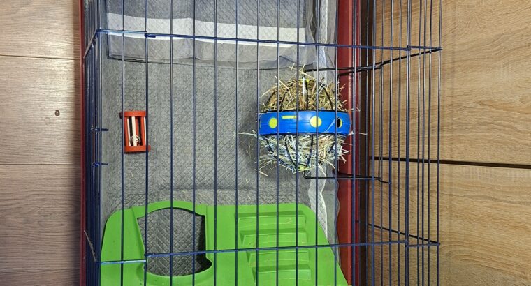 Patuljasti ovnoliki kunic