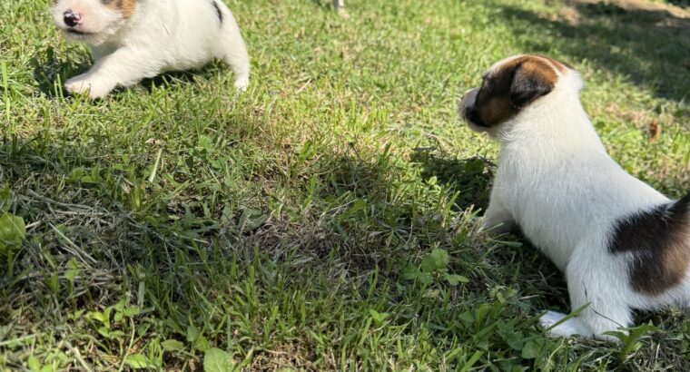 Dzek Rasel / Jack Russell