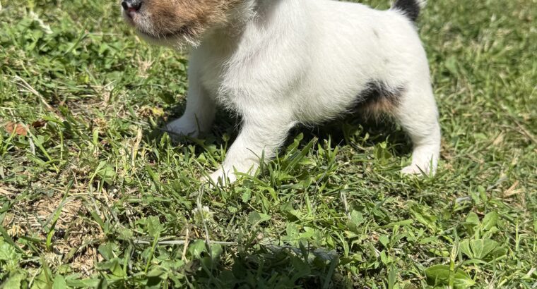 Dzek Rasel / Jack Russell
