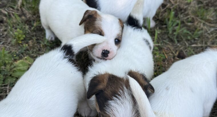 Dzek Rasel / Jack Russell