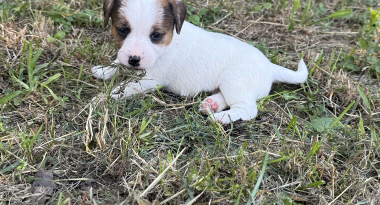 Dzek Rasel / Jack Russell
