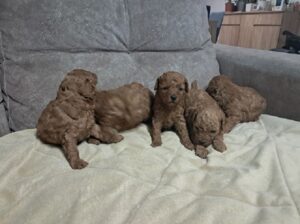 Crvena toj pudla ( Toy Poodle )