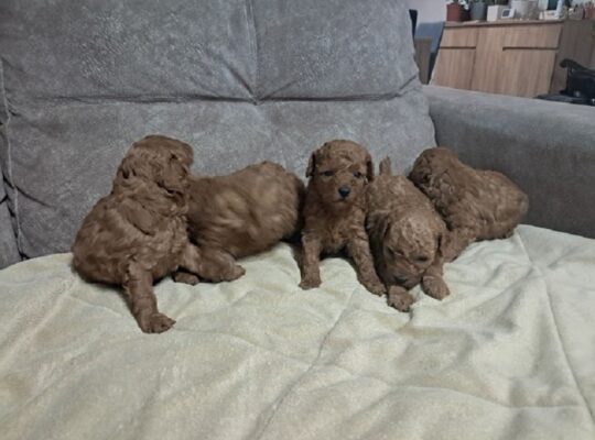 Crvena toj pudla ( Toy Poodle )