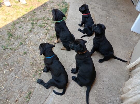 Cane Corso štenci vrhunskog porekla