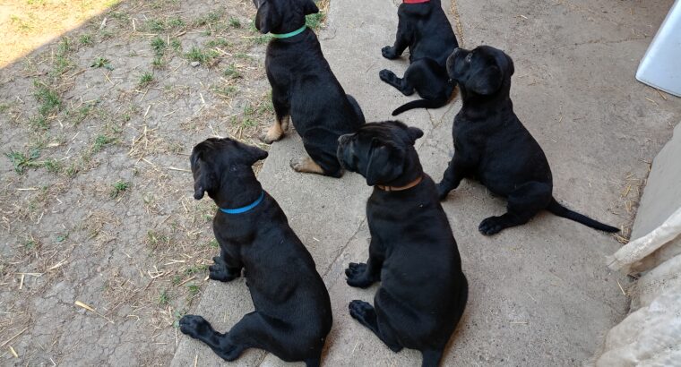 Cane Corso štenci vrhunskog porekla