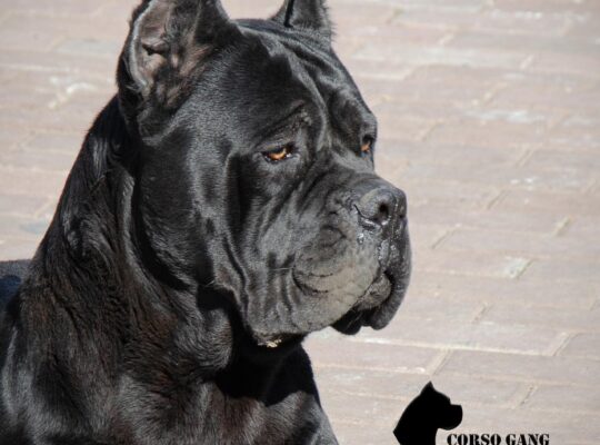 Cane Corso štenci vrhunskog porekla