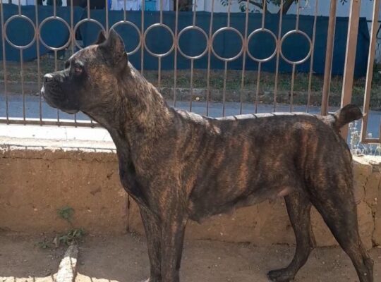 Cane Corso štenci vrhunskog porekla