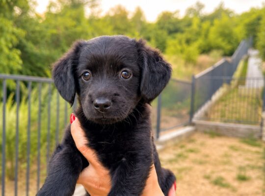 🐶 Poklanjam preslatke štence – hitno traže dom (Beograd)