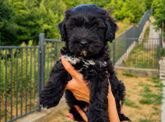 🐶 Poklanjam preslatke štence – hitno traže dom (Beograd)