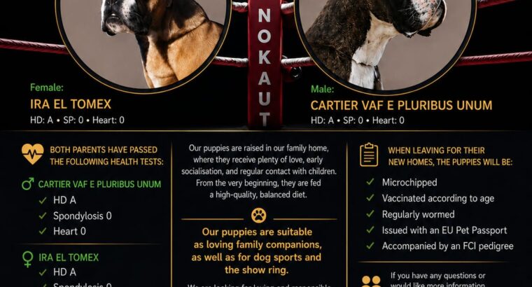 Odgajivacnica “Nokaut” nemački bokser štenci