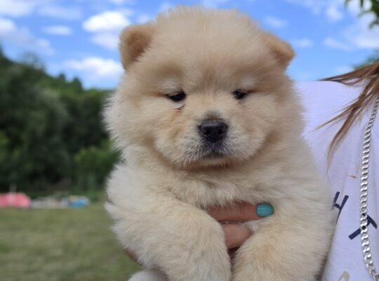 Chow chow – cau cau stenci