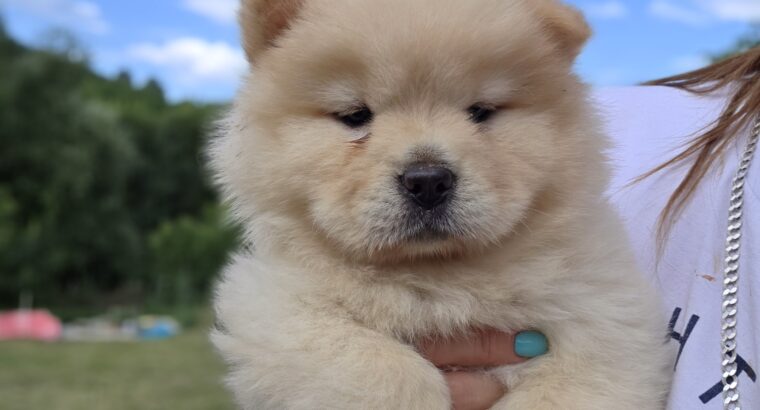 Chow chow – cau cau stenci