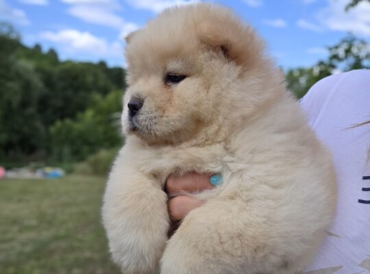 Chow chow – cau cau stenci