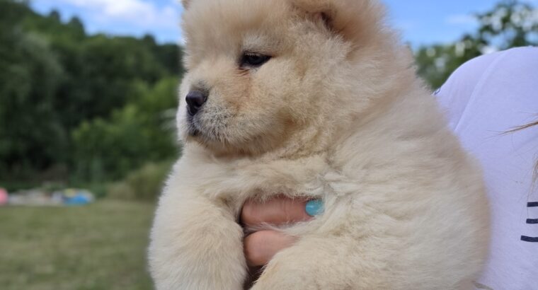 Chow chow – cau cau stenci