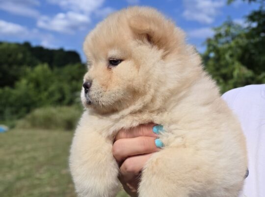 Chow chow – cau cau stenci