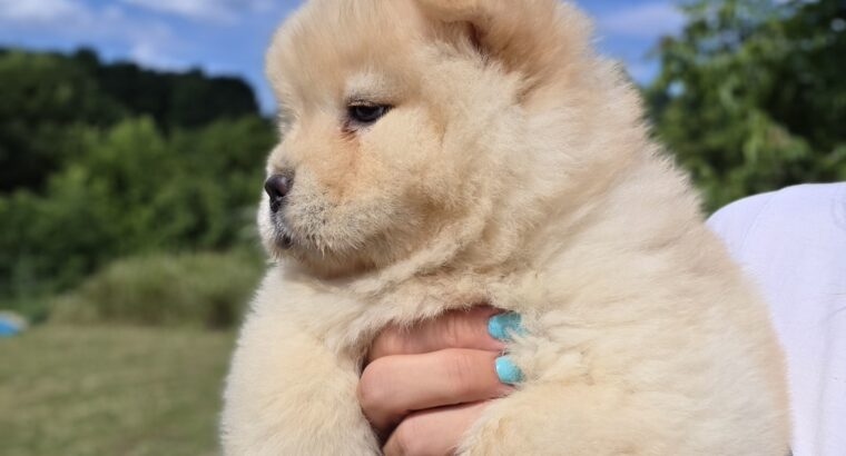 Chow chow – cau cau stenci