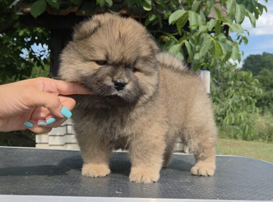 Chow chow – cau cau stenci