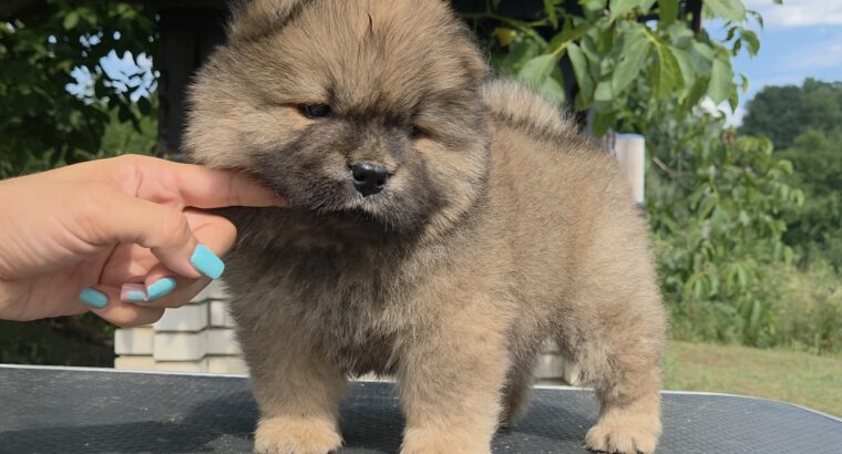 Chow chow – cau cau stenci