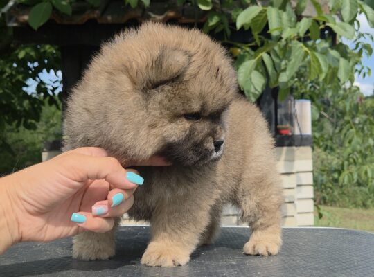 Chow chow – cau cau stenci