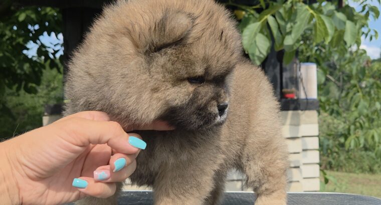 Chow chow – cau cau stenci