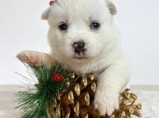 Pomsky-pomski (pomeranac + haski)