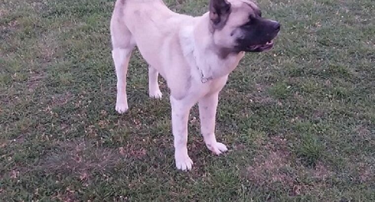 Američka akita, parenje