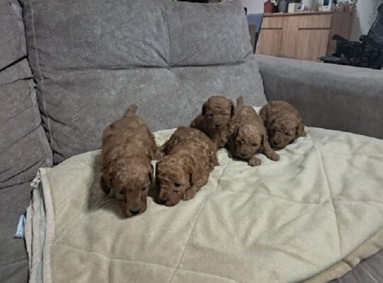 Crvena toj pudla ( Toy Poodle )