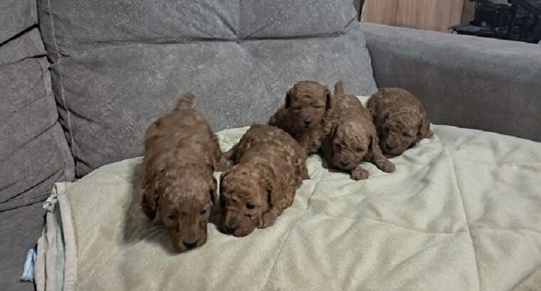 Crvena toj pudla ( Toy Poodle )