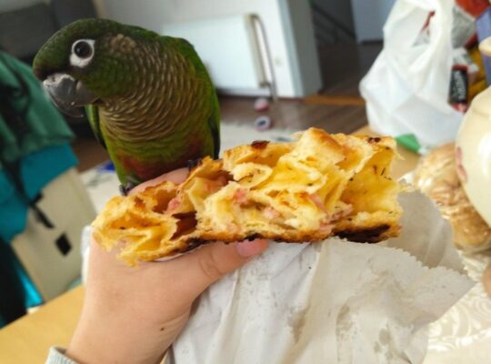 Rucno hranjeni i pitomi Braonouhi papagaji (Moline)