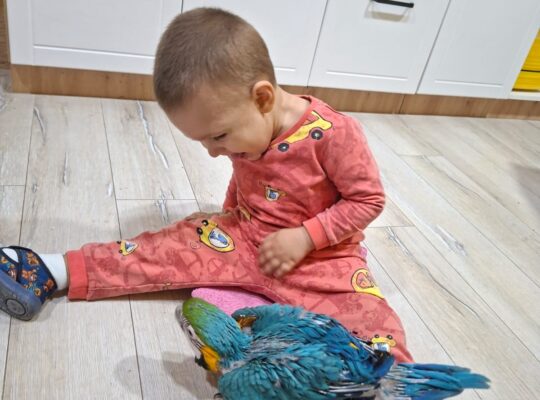 Ručno hranjene i pitome plavožute Are