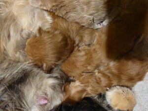 Maine Coon mačići.Rezervacije!