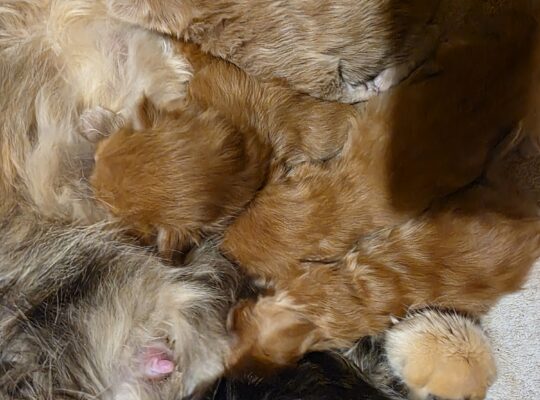 Maine Coon mačići.Rezervacije!