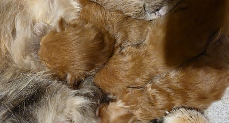 Maine Coon mačići.Rezervacije!