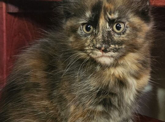 Maine coon macici