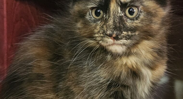 Maine coon macici