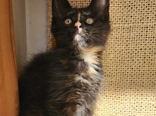 Maine coon macici