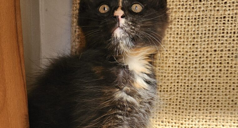 Maine coon macici